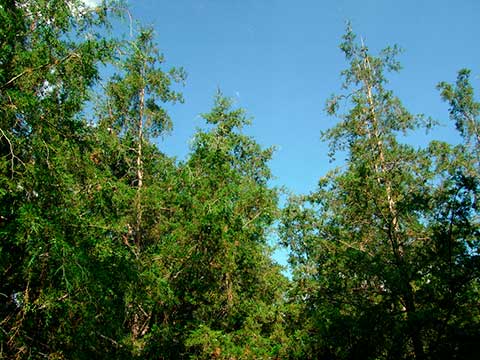 Кипарис мексиканский (Cupressus lusitanica) – шпон шлифованный