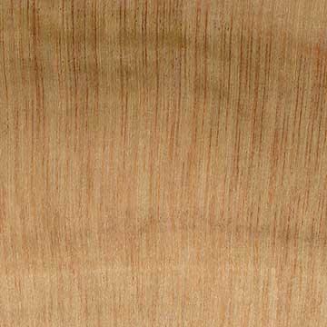 Кипарис мексиканский (Cupressus lusitanica) – торец доски – волокна древесины