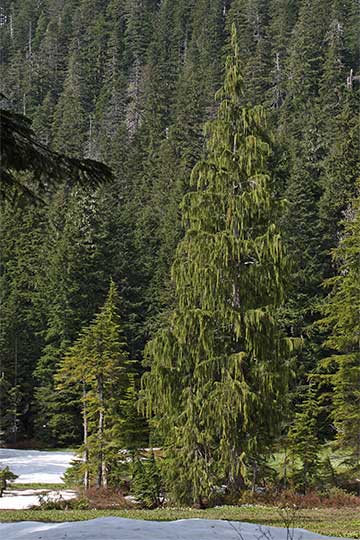 Кипарис нутканский – взрослое дерево с плоской хвоёй свисающих с ветвей