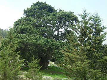 Средиземноморский кипарис (Cupressus sempervirens) в горах Кириния, Кипр