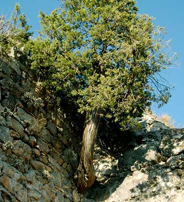Кипарис растущий из стены