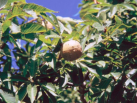 Aesculus glabra – листья с плодом