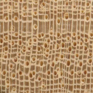 Кото (Pterygota macrocarpa) – торец доски – волокна древесины