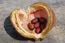 Раскрытый плод с семенами (Pterygota macrocarpa)