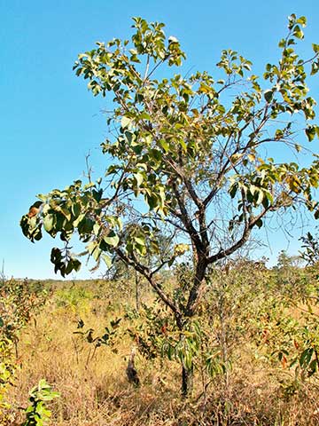 Roupala montana вар. brasiliensis