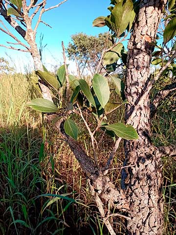 Roupala montana вар. brasiliensis