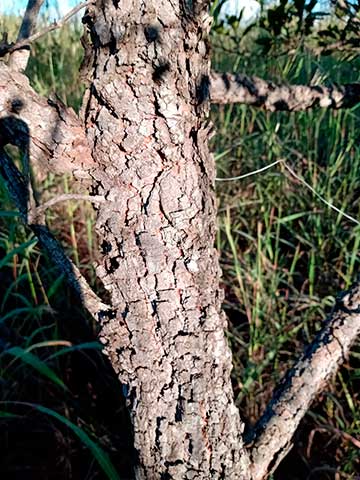 Roupala montana вар. brasiliensis