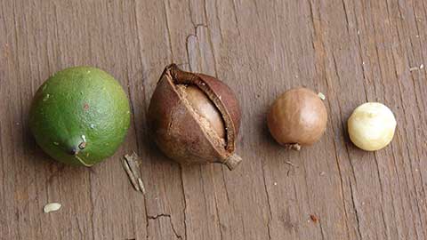 Различные стадии развития ореха Macadamia integrifolia