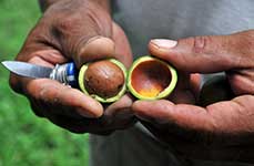 Свежий орех макадамия в скорлупе и разрезанной кожурой (околоплодником)