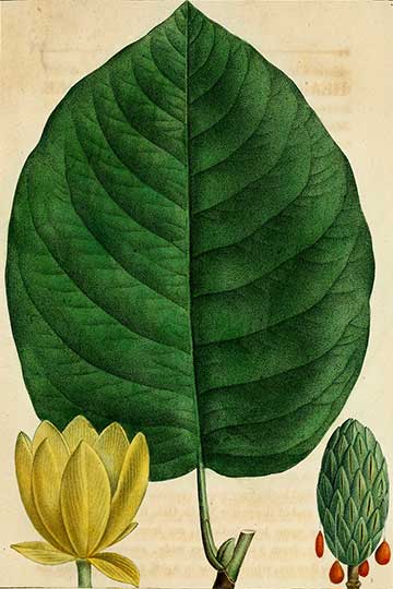 Ботаническая иллюстрация M. acuminata var. subcordata (полусердцевидная вариация) из книги Франсуа Мишо “The North American sylva”, 1819