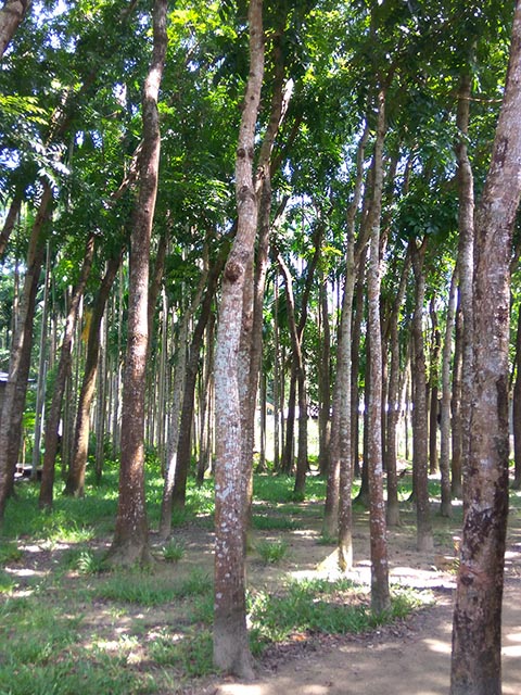 Махагониевые деревья в Бангладеш