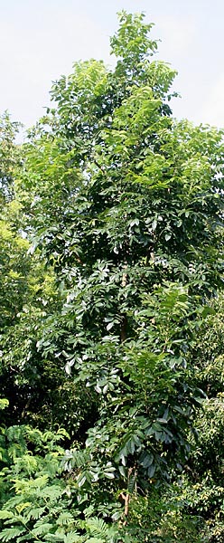 Молодое дерево – американский махагон (Swietenia macrophylla) в городе Калькутта, Западная Бенгалия, Индия
