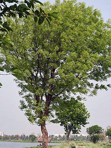 Swietenia mahagoni – Вест-Индское махагониевое дерево