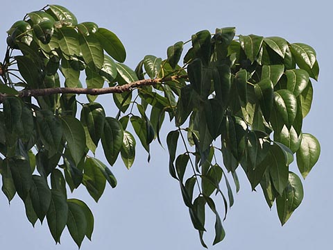 Ветка с перистыми листьями