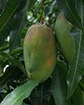 Плод манго на о. Реюньон