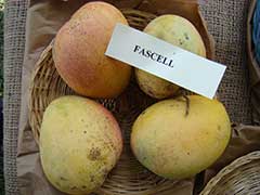 Манго Фасцелл (Fascell)