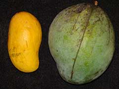 Два сорта манго: “Атаульфо” (слева) и “Кейтт” (справа)