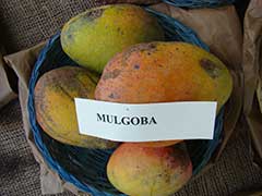 Манго Мулгоба (Mulgoba)