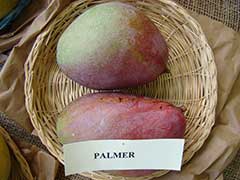 Манго Палмер (Palmer)