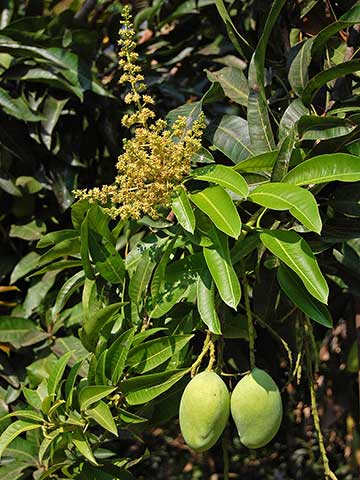 Цветки и незрелые плоды манго