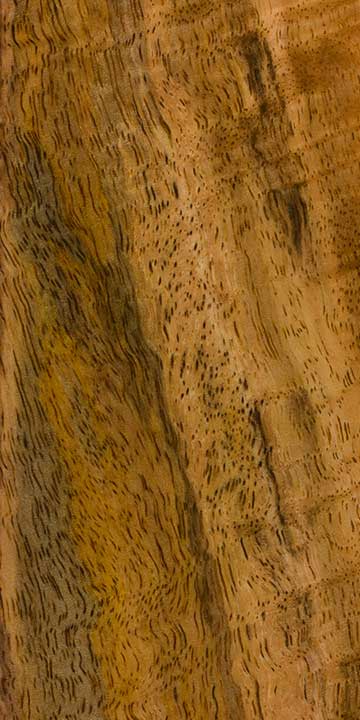 Манго индийское (Mangifera indica) – древесина под лаком