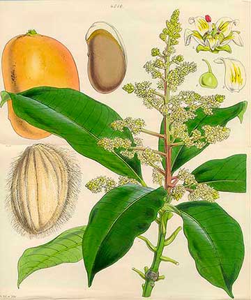 Ботаническая иллюстрация Уолтера Фитча из журнала “Curtis's Botanical Magazine”, том 76