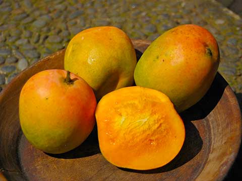 Зрелые плоды манго (необработанные – сырые)