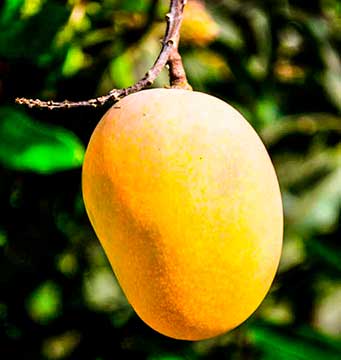 Фрукт манго