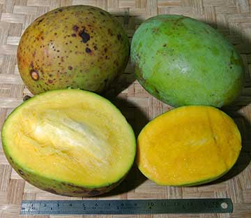 Манго – съедобные плоды манго пахучего (слева) и манго душистого (справа)