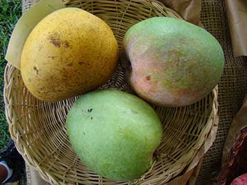 Langra – типичный моноэмбриональный сорт манго индийского типа