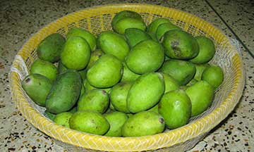 Зелёные плоды манго
