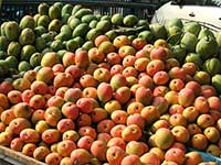 Рынок – прилавок с плодами манго