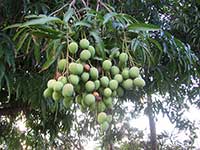 Незрелые манго (Пуэрто-Рико)