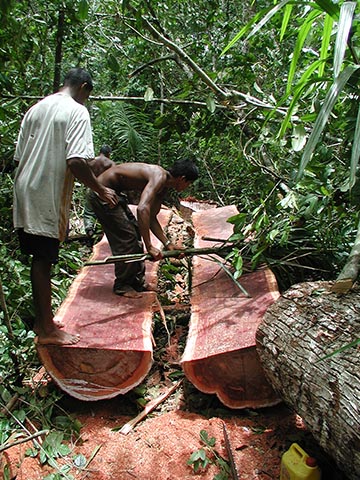 Заготовка древесины в Гайане