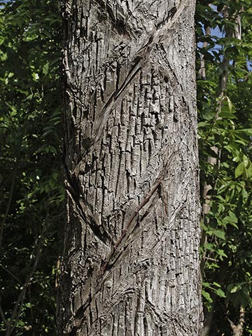 Саподилловое дерево – ствол