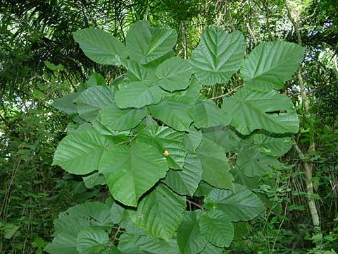 Листья Mansonia altissima
