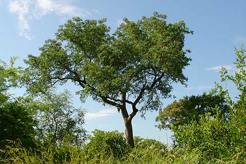 Дерево Марула (Sclerocarya birrea) в национальном парке Крюгера