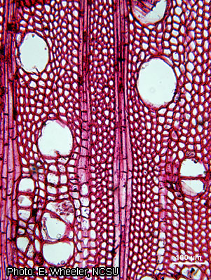 Марула (Sclerocarya birrea) – древесина в поперечном сечении (увеличено)