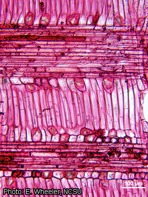 Марула (Sclerocarya birrea) – древесина в радиальном сечении (увеличено)