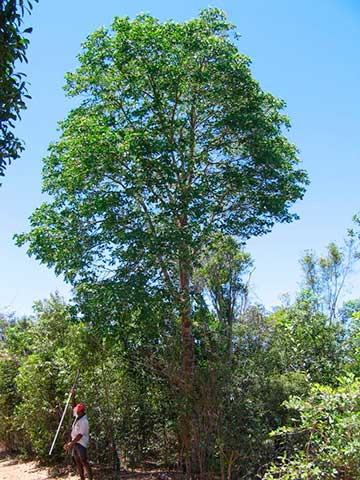 Мербау (Intsia bijuga) – дерево растёт в естественной среде обитания