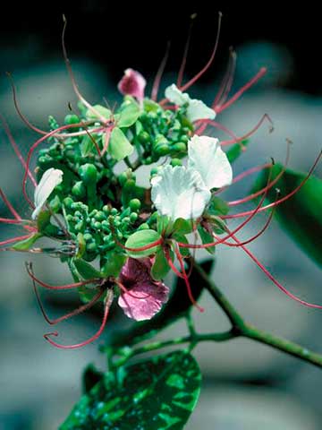 Мербау (Intsia bijuga) – крупный план цветков