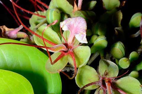 Мербау (Intsia bijuga) – крупный план цветка
