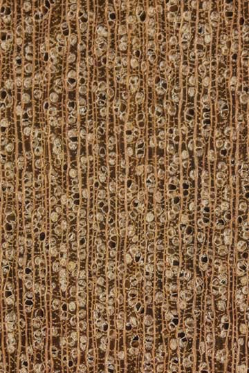 Абура (Mitragyna ledermannii) – торец доски – волокна древесины