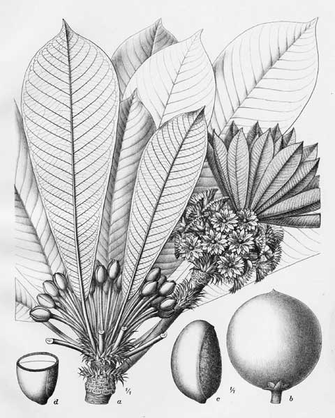 Ботаническая иллюстрация Baillonella toxisperma