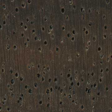 Монзо (Combretum imberbe) – торец доски – волокна древесины