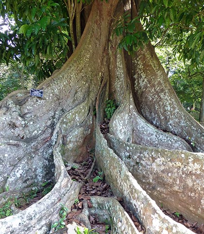 Дерево Мора (Mora excelsa) в Королевском ботаническом саду Перадения (г. Канди, Шри-Ланка)
