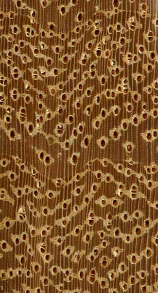 Мовингу (Distemonanthus benthamianus) – торец доски – волокна древесины