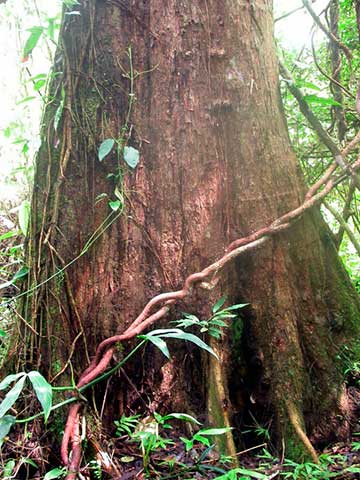 Terminalia amazonia – основание ствола с маленькими контрфорсами