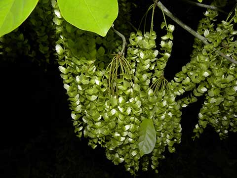 Terminalia amazonia – созревающие семена