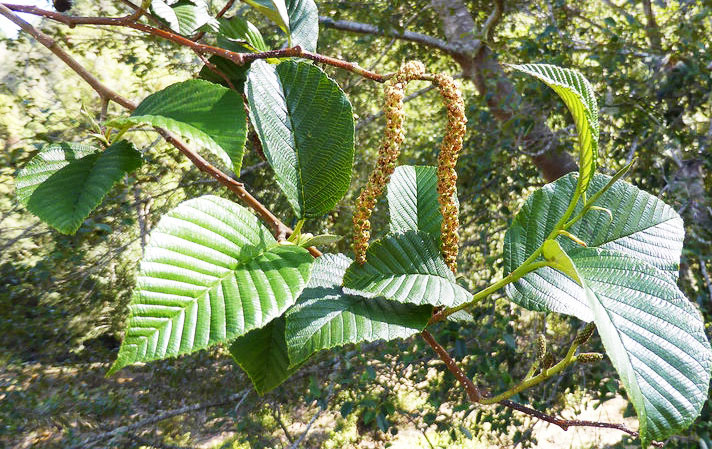 Ольха андская – дерево и древесина – Alnus acuminata